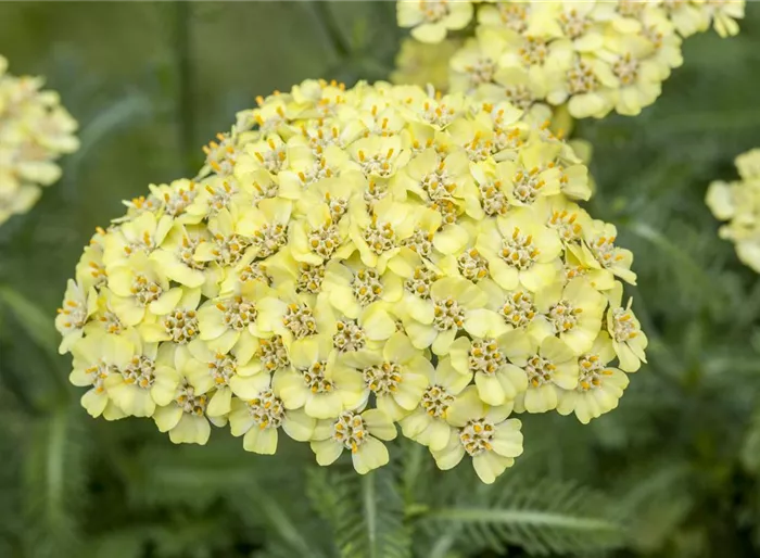 Hohe Garten-Gold-Garbe 'Hella Glashoff'