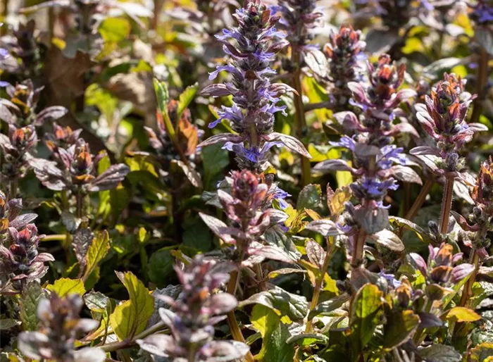 Kriechender Günsel 'Stölzle'