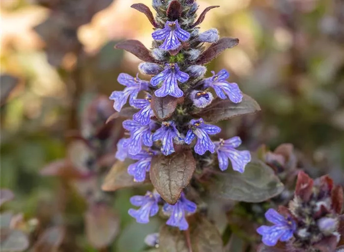Garten-Günsel 'Stölzle'
