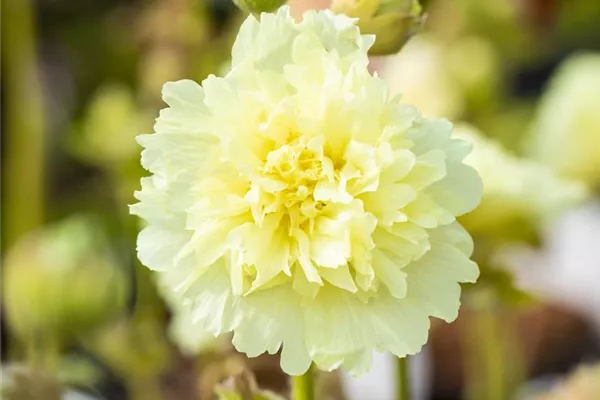 Stockrose 'Chater´s Double Yellow'