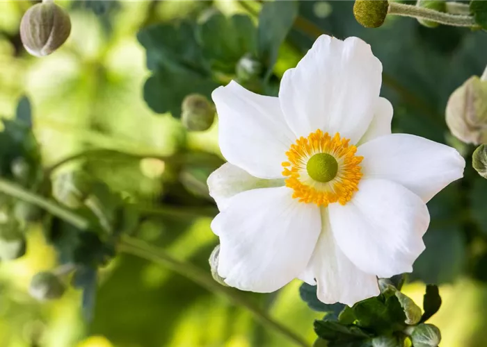 Anemone tomentosa 'Albadura'