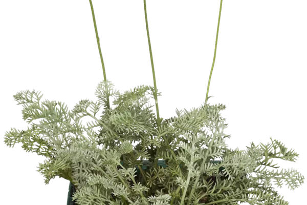 Garten-Färber-Hundskamille 'Kelwayi'