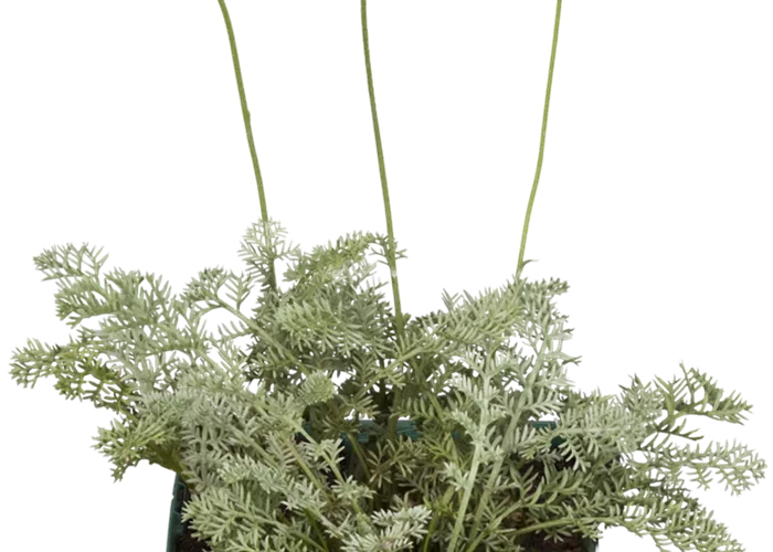 Anthemis tinctoria 'Kelwayi'