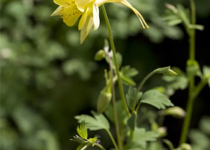 Aquilegia chrysantha 'Yellow Queen'