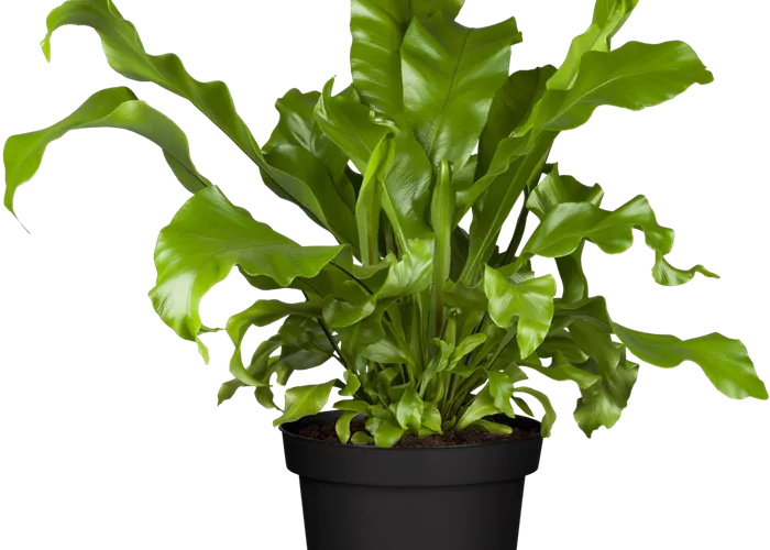 Asplenium scolopendrium 'Undulatum' (Phyllitis)