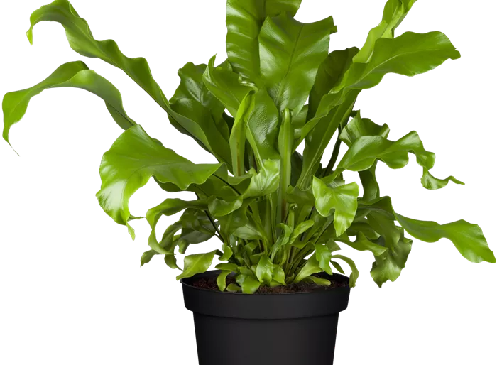 Hirschzungenfarn 'Undulatum'