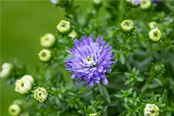 Garten-Kissen-Aster 'Blauer Zwerg'