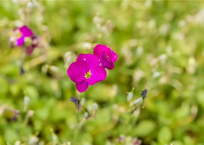 Aubrieta x cult.'Cascade Red'