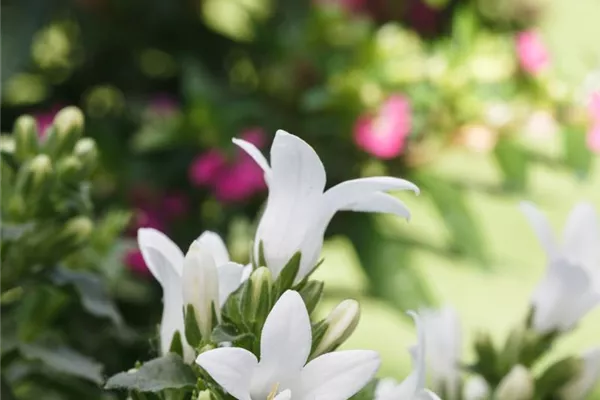 Garten-Dolden-Glockenblume 'Alba'