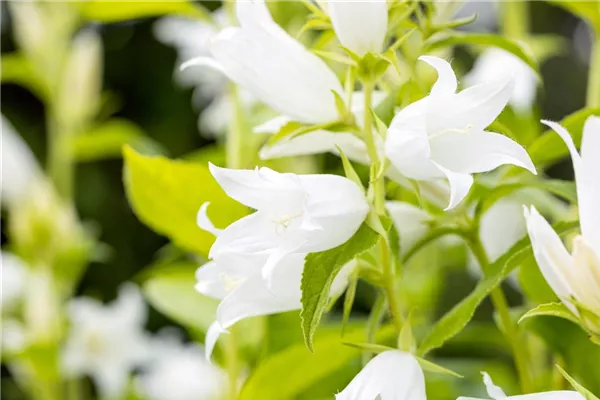 Nesselblättrige Glockenblume