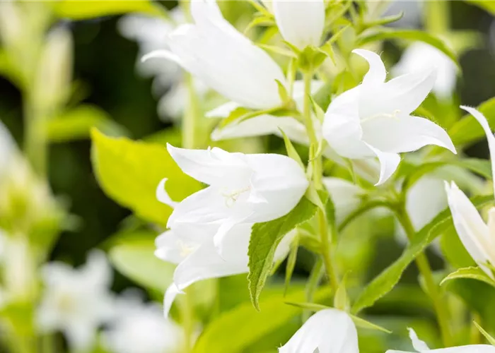 Campanula trachelium f.alba