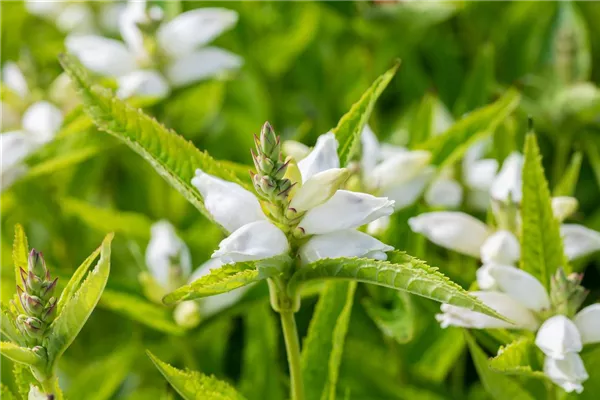 Garten-Schlangenkopf 'Alba'