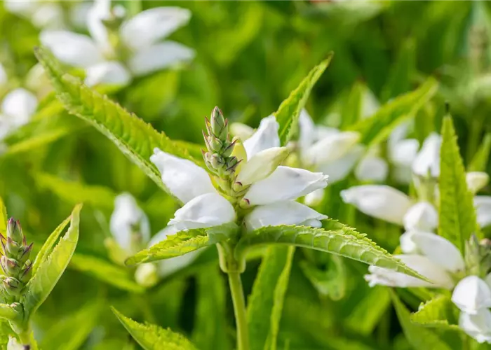 Chelone obliqua 'Alba'