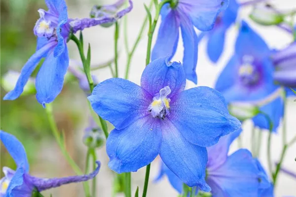 Großblütiger Zwerg-Rittersporn 'Blauer Zwerg'