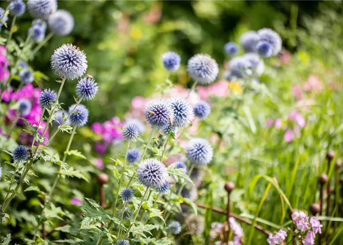 Echinops bannaticus 'Blue Globe'