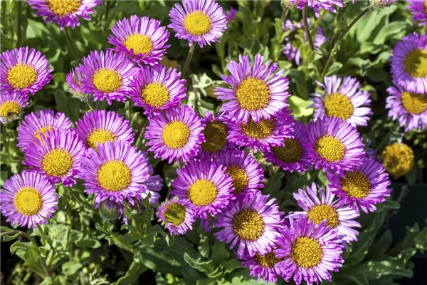 Garten-Feinstrahl 'Dunkelste Aller'