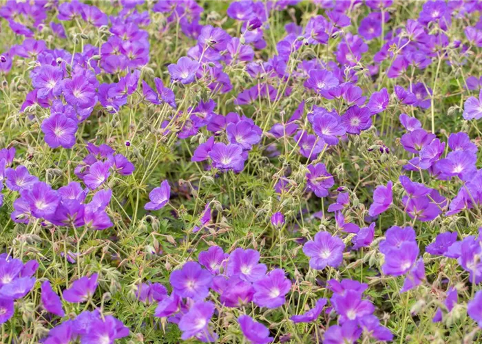 Geranium x pratense 'Brookside'