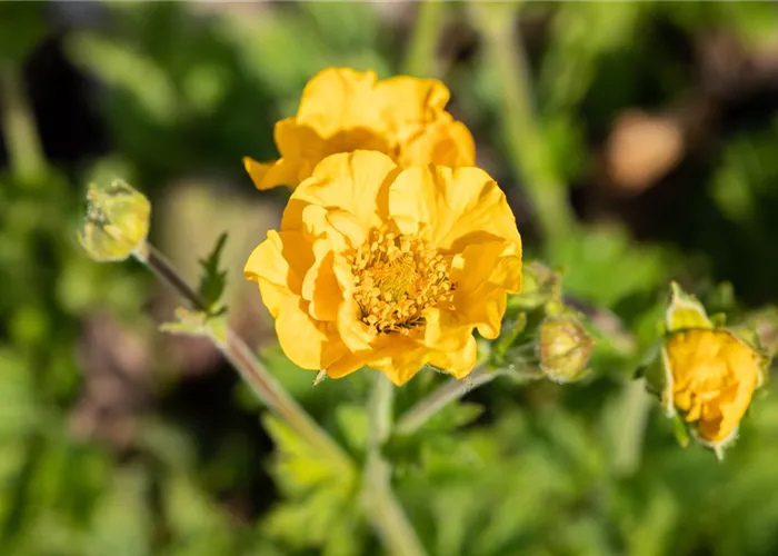 Geum montanum 'Diana'