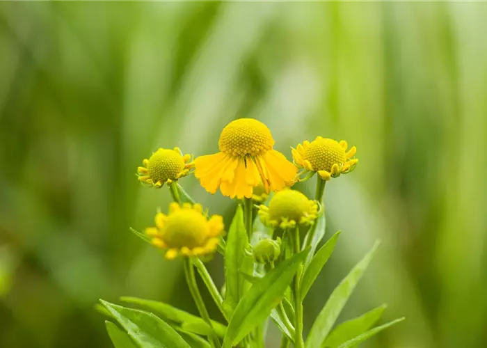 Helenium x cult.'Kugelsonne'
