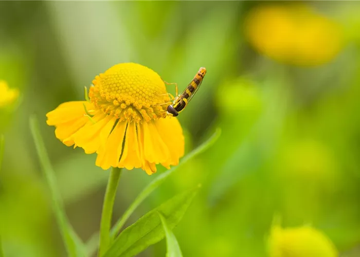 Helenium x cult.'Kugelsonne'