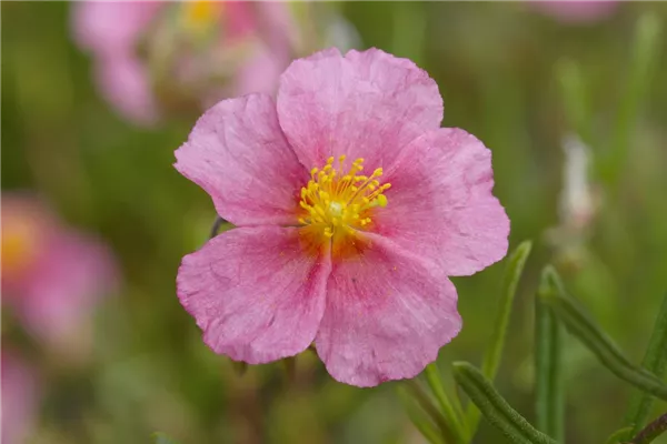 Garten-Sonnenröschen 'Dompfaff'