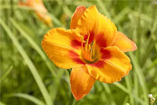 Gefülltblühende Garten-Taglilie 'Kwanso'