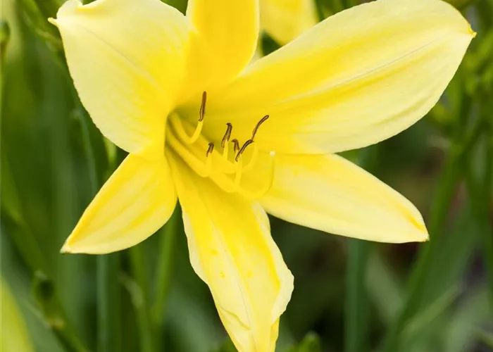 Hemerocallis thunbergii
