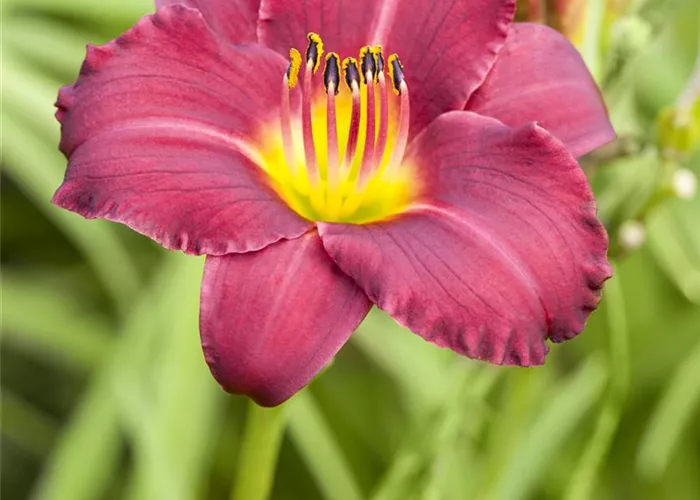 Hemerocallis x cult.'Barbary Corsair'