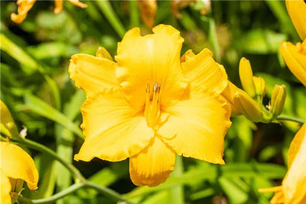 Garten-Taglilie 'Green Flutter'
