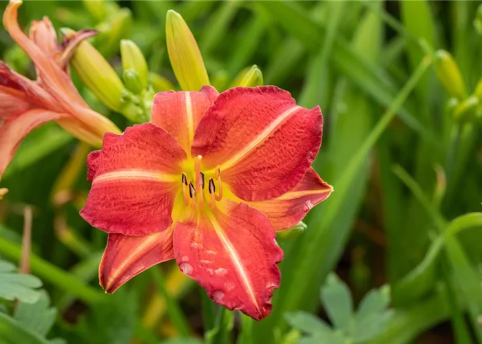 Hemerocallis x cult.'Kokeshi'