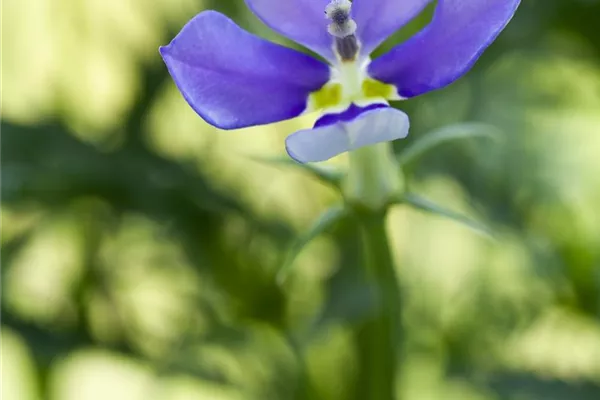 Garten-Scheinlobelie 'Dark Blue'