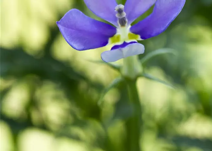 Isotoma fluviatilis 'Dark Blue'