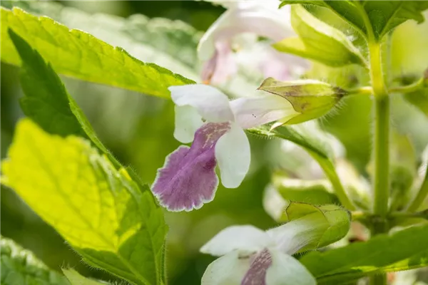 Immenbatt 'Royal Velvet Distinction'®