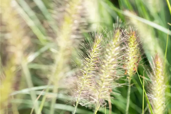 Garten-Federborstengras 'Gelbstiel'