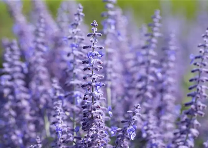 Perovskia atrip. 'Blue Steel' (Salvia yangii)