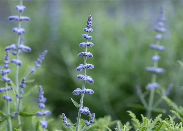 Perovskia atrip. 'Blue Steel' (Salvia yangii)