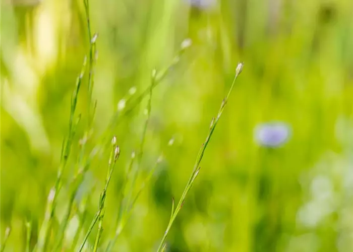 Petrorhagia saxifraga