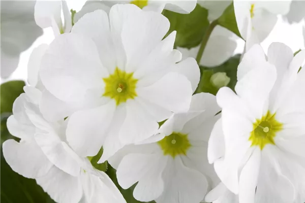 Garten-Kissen-Schlüsselblume 'Wanda Weiß'