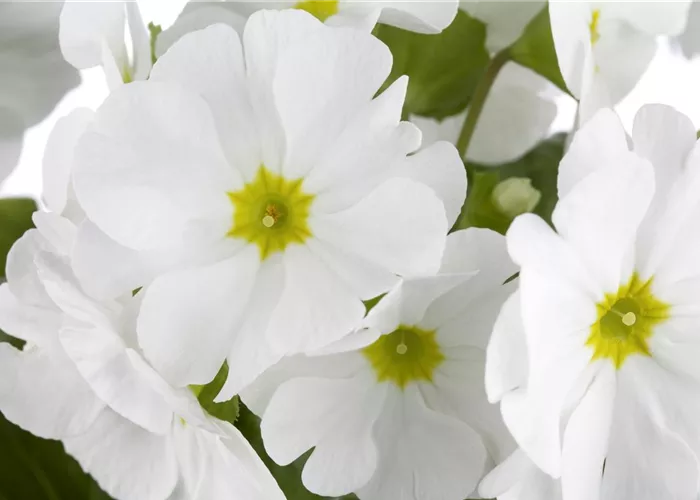 Primula x pruhoniciana 'Wanda Weiß'