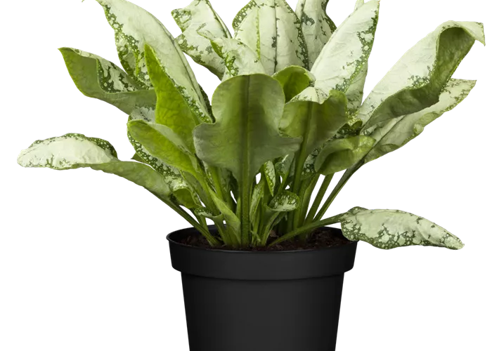 Pulmonaria x cult.'Silver Bouquet'-R-