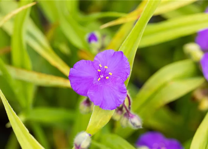 Tradescantia x anders.'Zwanenburg Blue'