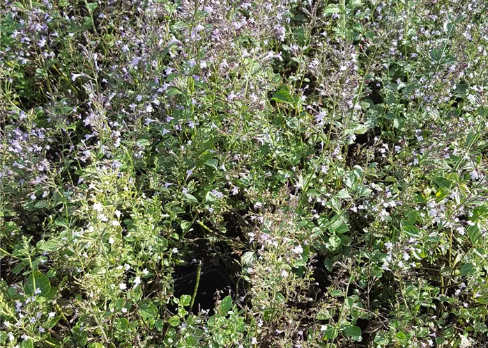 Calamintha nepeta 'Lila Riese'