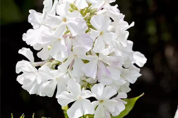 Hohe Garten-Flammenblume 'White Flame'®