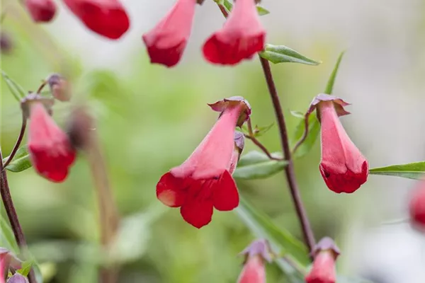 Bartfaden 'Coccineus'