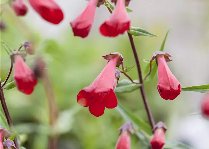 Penstemon x cult.'Schönholzeri'