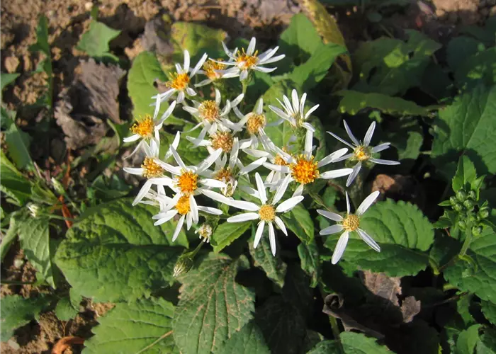 Aster macrophyllus 'Albus' = A. schreberi
