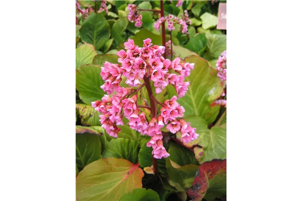 Garten-Bergenie 'Herbstblüte'