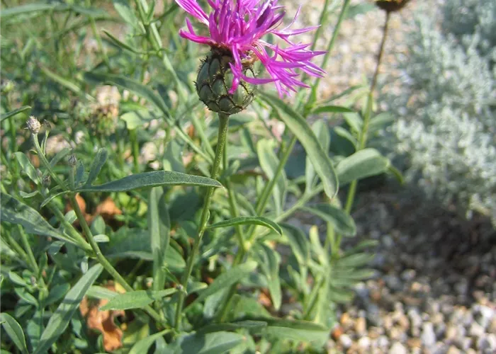 Centaurea scabiosa
