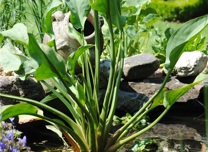 Gewöhnlicher Froschlöffel