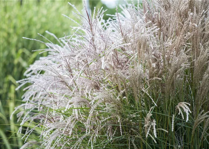 Miscanthus sinensis 'Blütenwunder'